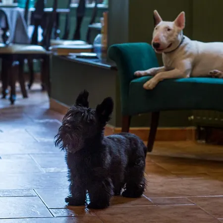 Bed and Breakfast Casa Chintoan - Adult Only Κονστάντζα