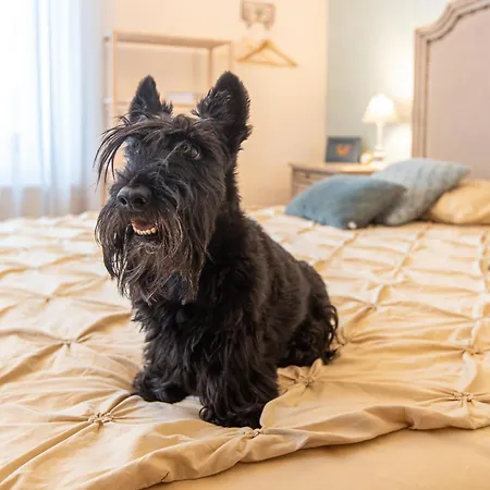 Casa Chintoan - Adult Only 2* Κονστάντζα