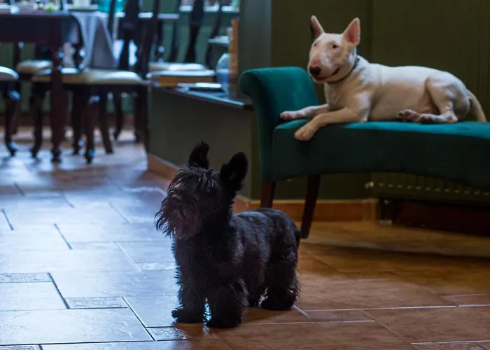 Bed & Breakfast Casa Chintoan - Adult Only Constanta